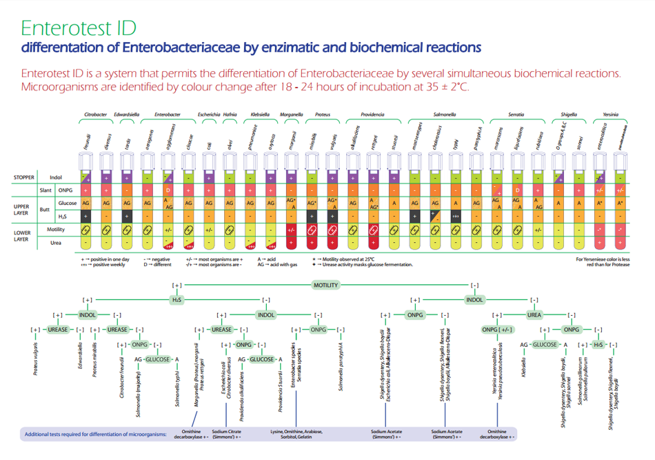 Differentiation Of Enterobacteriaceae By Biochemical Tests Chart