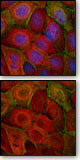 CELLnTEC cell17x2