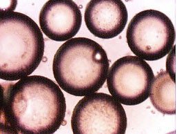 flash frozen floaters