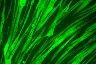 Skeletal Myocytes